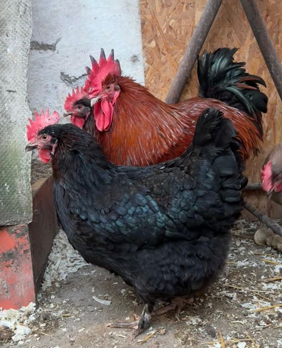 Pui de marans NCC/ BCC