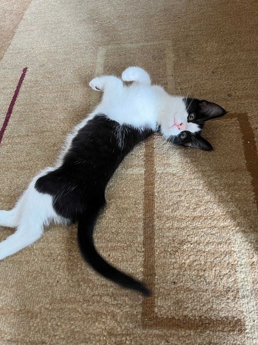 Pisicute pentru adoptie