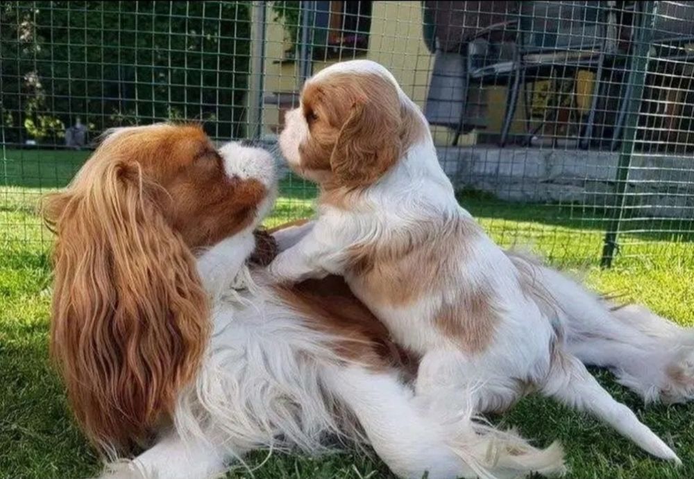 Кавалер кинг чарлз шпаньол