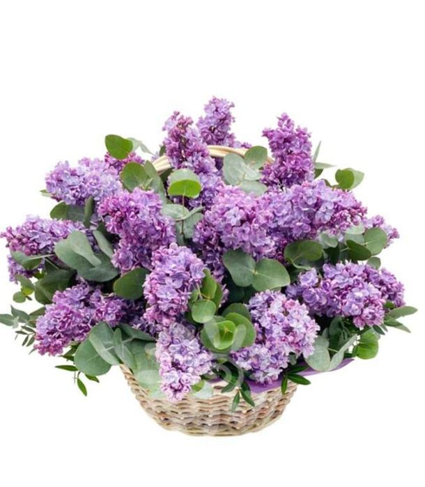 Апрельская сирень. Сирень