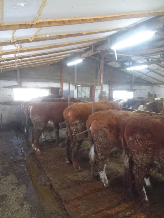 Продам бычков оптом