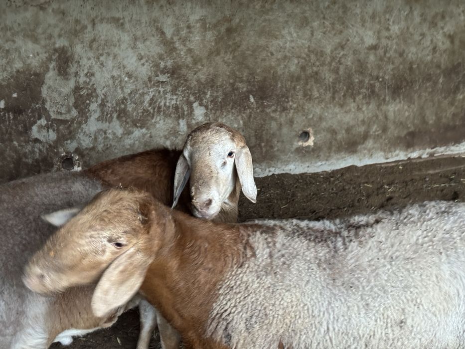 Арашан зотдор қўчқорлар