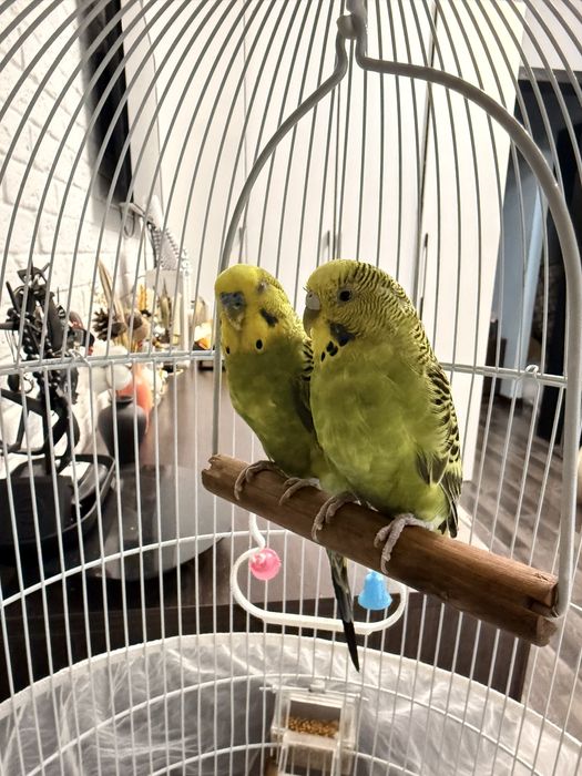 Волнистые попугайчики самец и самка