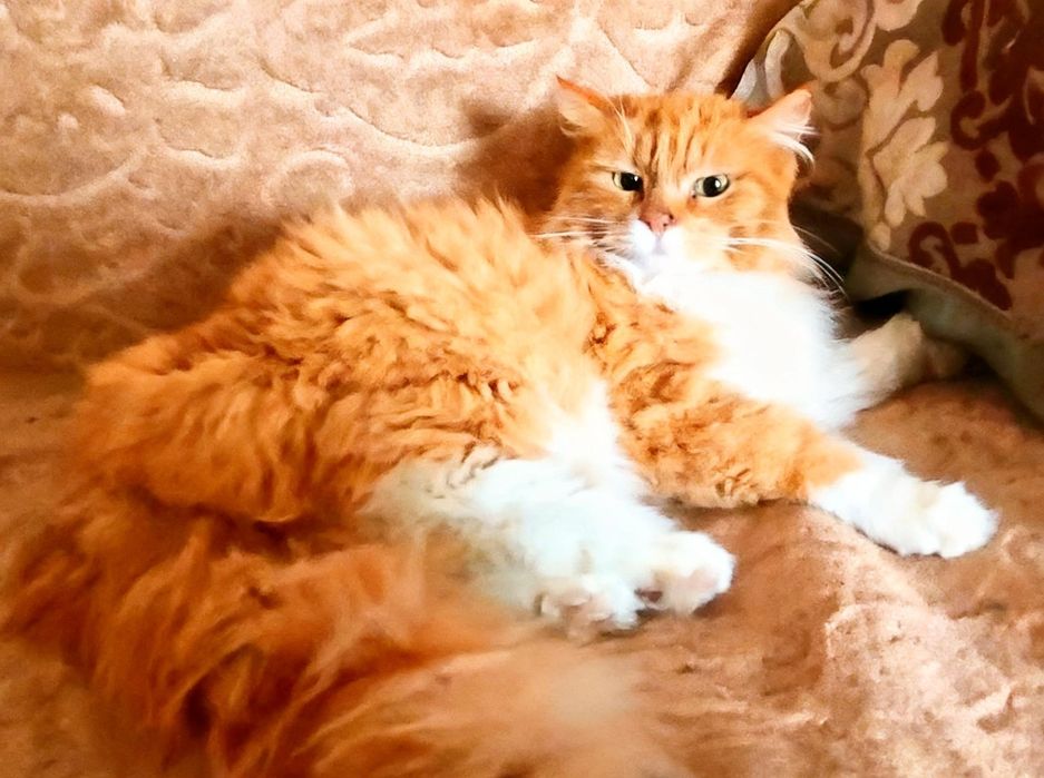 Кошечки и котики ждут любящих хозяев