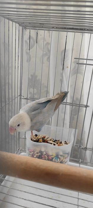 Продается неразлучник