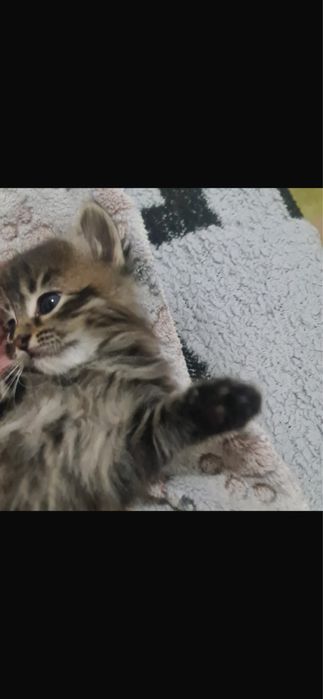 Очаровательные полосатые котята в добрые руки!