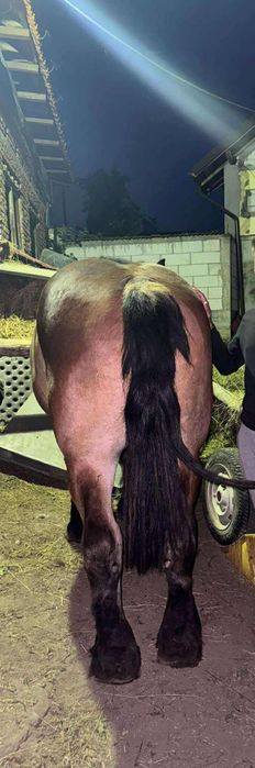 Iapă și armăsar de vânzare