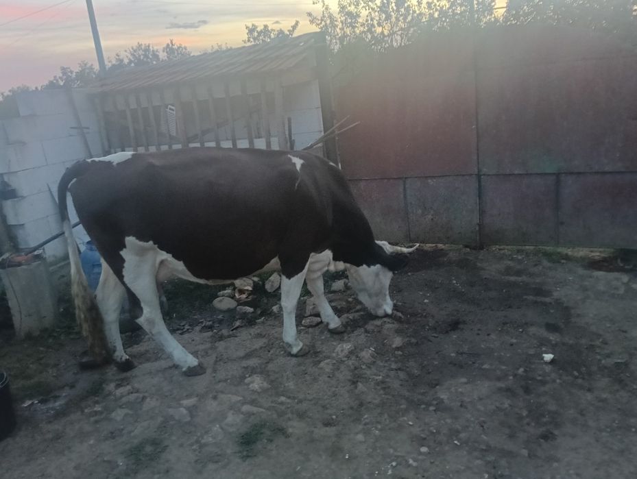 Vând vacă cu lapte !!!