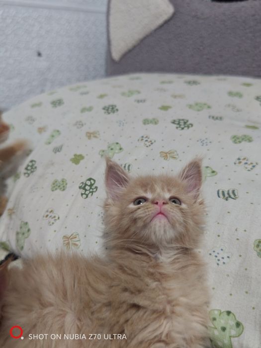 Продам котят породы Мейн Кун