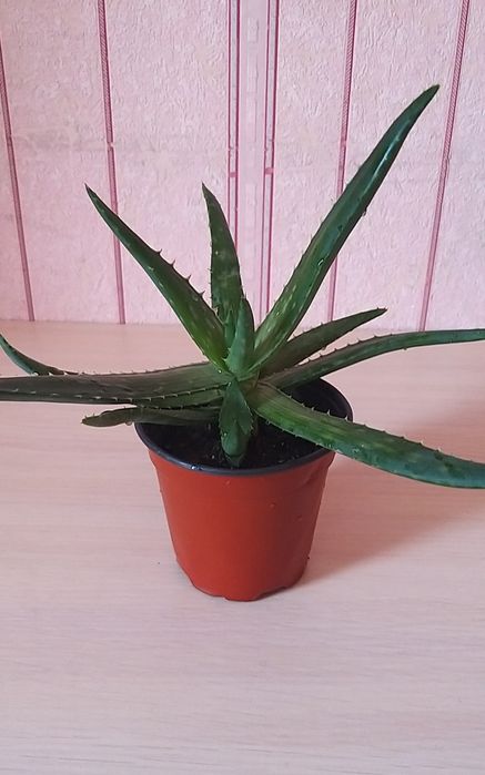 Комнатные цветы. Алоэ Вера.