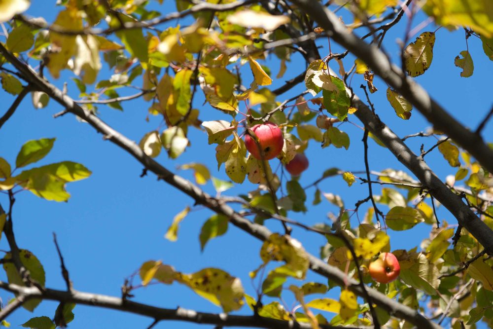 Продава се Парцел в Банско - 500 кв.м за 50 €/кв.м - Снимка #18