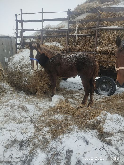 Продам жеребёнка