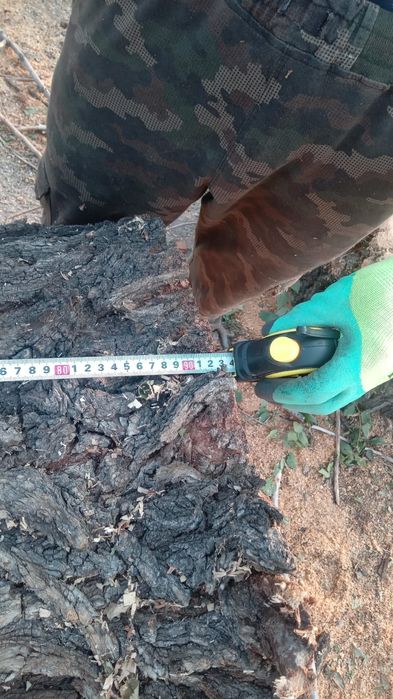 Столешницы из   карагача