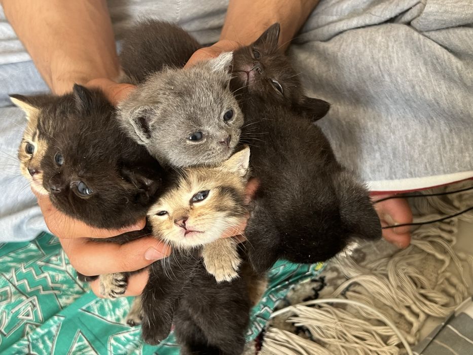 Продам котят шиншила британки по отдельностью