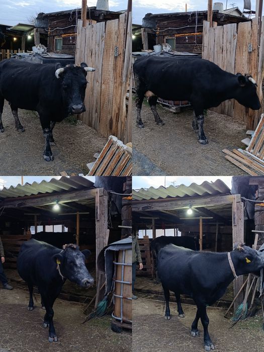 Продам 2 коров стельные