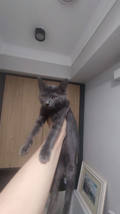 Отдам в любящие руки девочку