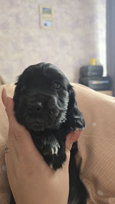 Продам русский охотничий спаниель