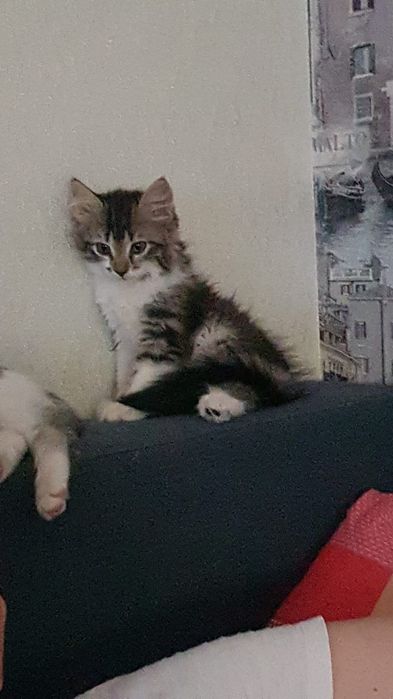 Пристраиваются кошки