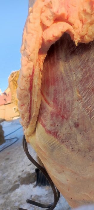 бие байтал с откорма