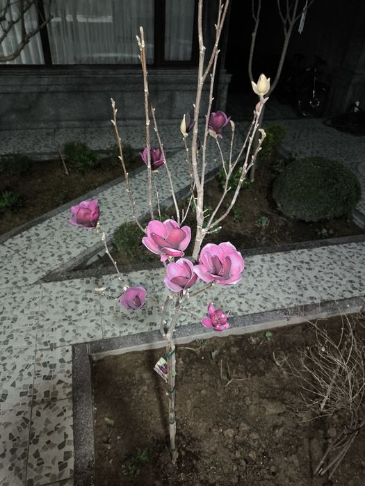 Магнолия Джени Штамповая Декоративная морозостойкая  новая модель