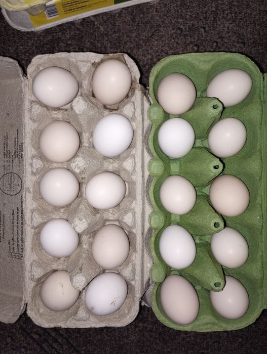 Vând ouă de găină pitică