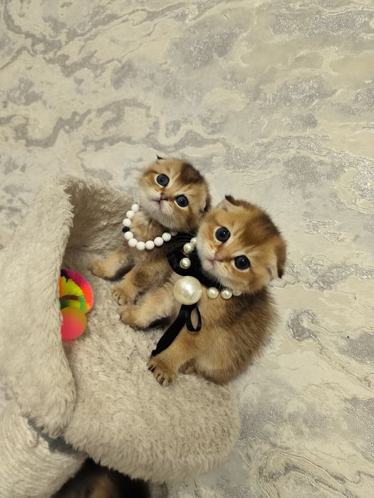 Котята премиум класса