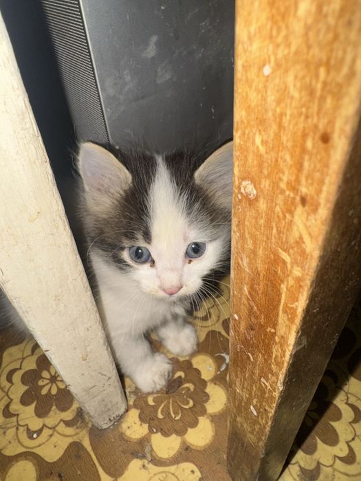 Продам котят пушыстые кушают
