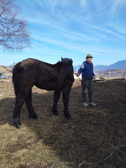 2 Cai de vânzare - sunați pt. detalii