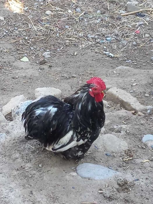 Uy tovuqlari / Xonaki tovuqlar / Makiyon va xo'rozlar