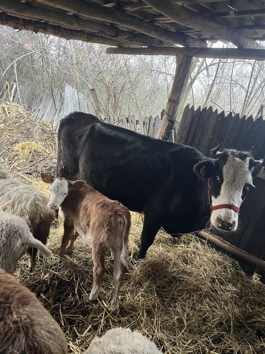 Vand vacă cu vițea