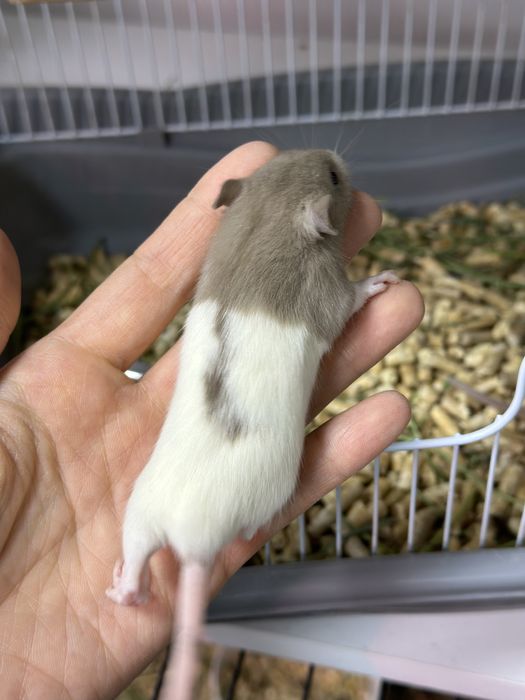 Декоративные домашние крысы