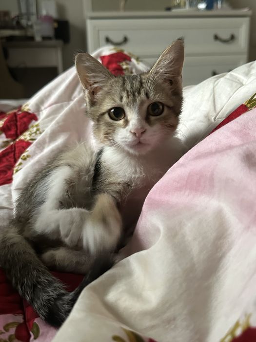 Котенок ищет дом, в хорошие руки