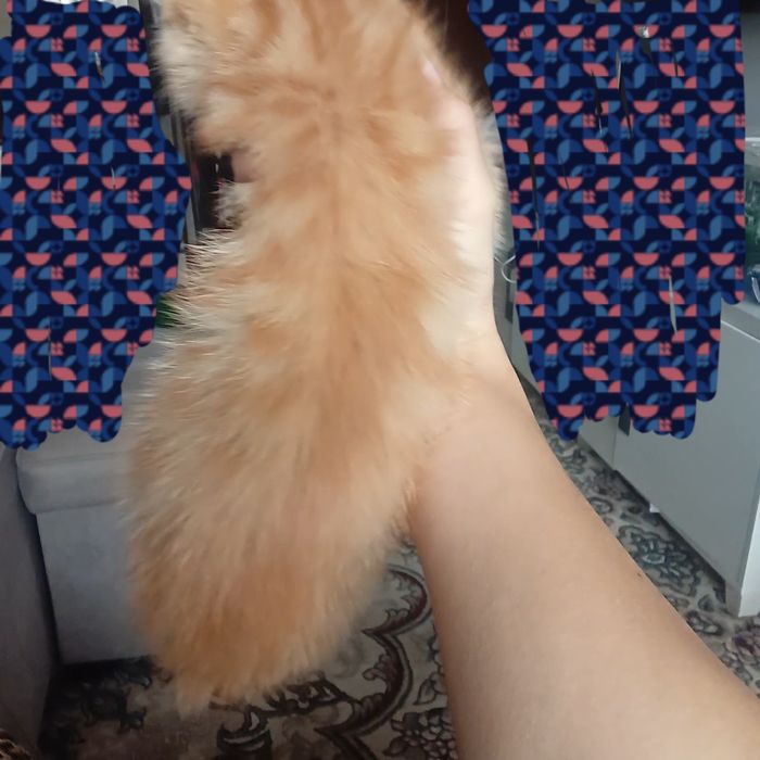 Персик 2,5 месяца