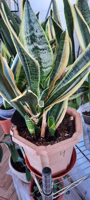 Продам сансеверию и бегонию