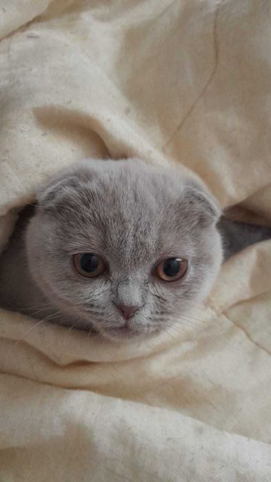 котенок вислоухая пять месяцев