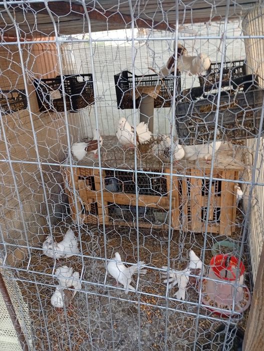 Vand sau schimb pe cereale,pui de gaina sau boboci de rata pret50 lei bucata