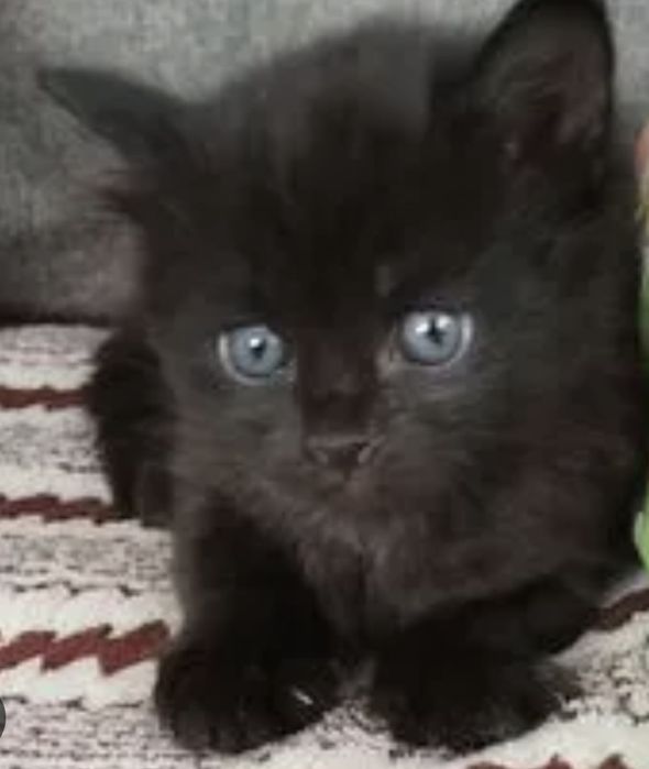 Отдаю бесплатно котят