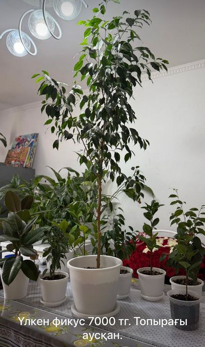 Комнатные  цветы