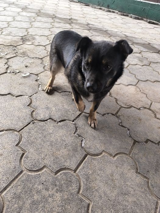 Сторожевую собаку 1,5 года