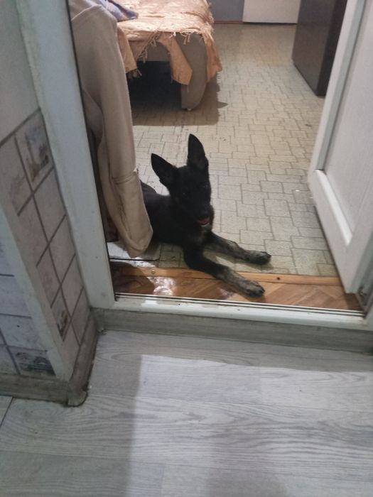 В любящую семью!!!