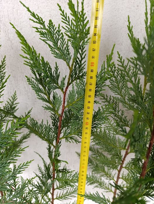 Leylandii cupressus
