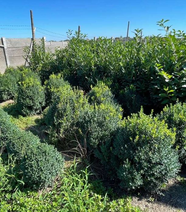Pomi Buxus de vanzare din pepiniera