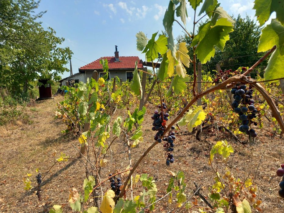 Продава се Къща в Ловеч, в.з. Бабаковец - 30 кв.м за 425 €/кв.м - Снимка #6