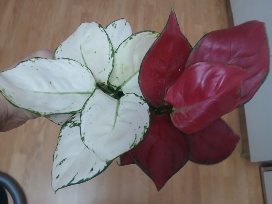Комнатные цветы ,аглаонемы