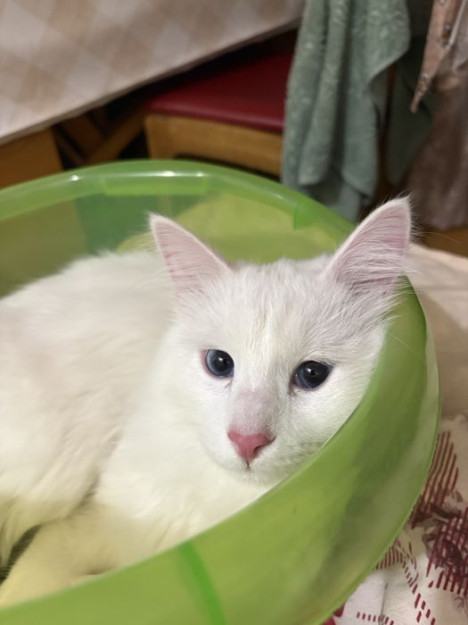 Кот в хорошие руки