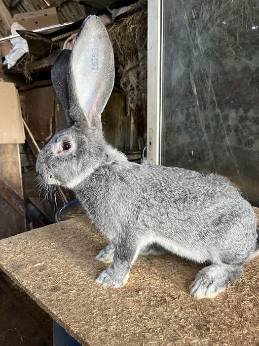 Urias german chinchila