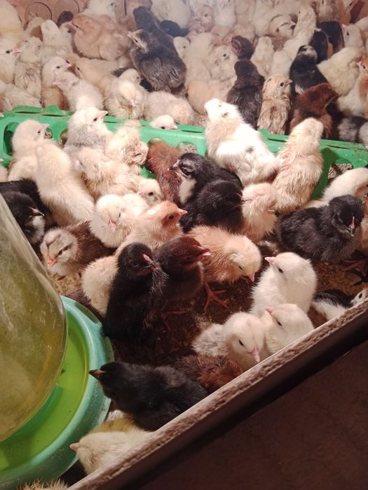 Цыплята разные породы