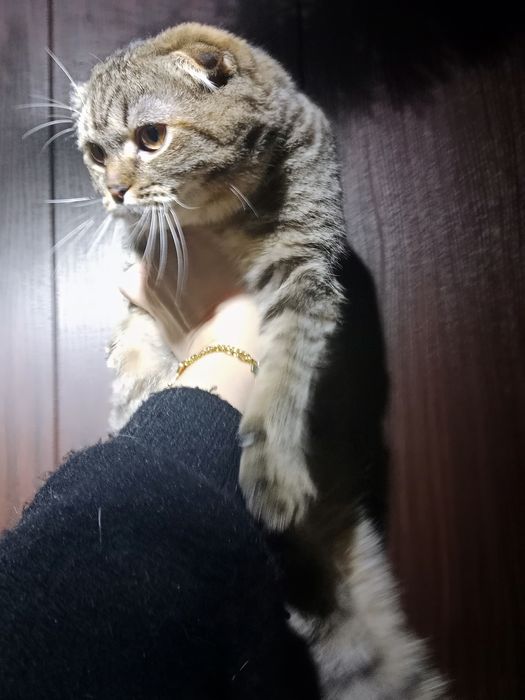 Очень красивая девочка плюшевая Табби