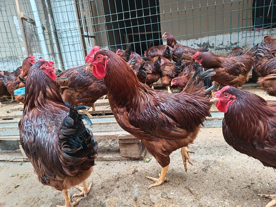 Кизил ëш ху́розлар сотилади...