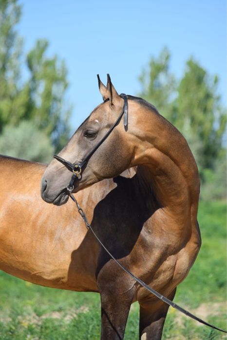 Ахалтекинские лошади